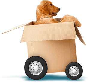 pet travel crate